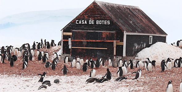 Gentoo Penguin Colony at Antarctic Base