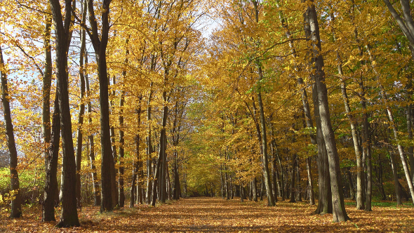 Autumn & Park 4K alt