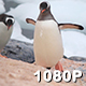 Gentoo Penguins Coming Ashore - VideoHive Item for Sale
