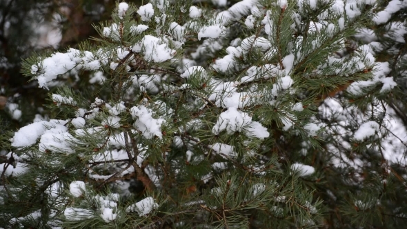 The Branches Of Pine In  Snow In At Park