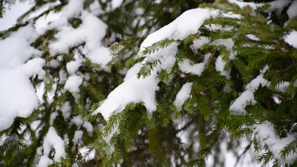 The Branches Of Spruce In  Snow In At Park