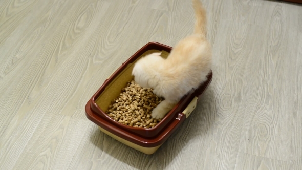 Kitten Exploring Wood Filler In Cat Litter