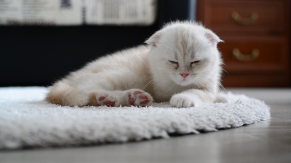 Ginger Kitten Slumber On  Carpet