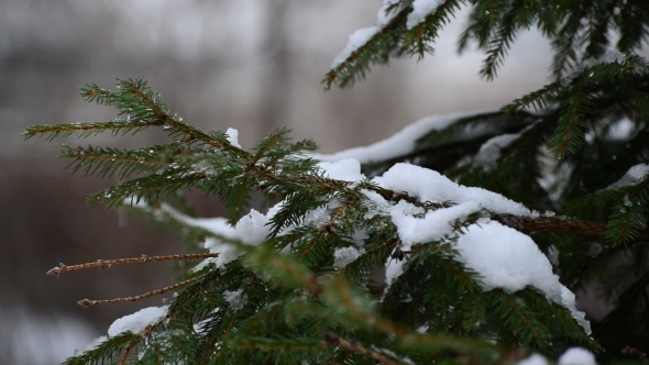 The Branches Of Spruce In  Snow In At Park