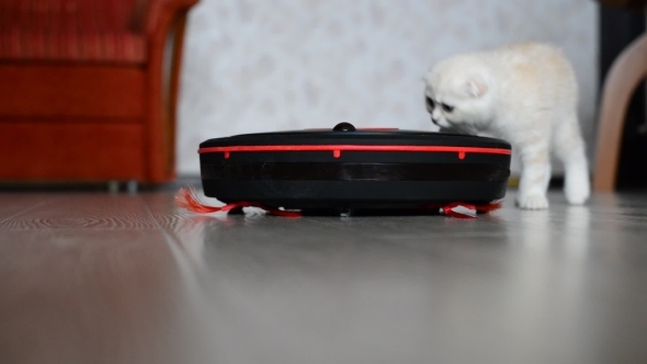  Kitten Plays With a Robot Vacuum Cleaner