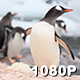 Busy Penguins - VideoHive Item for Sale