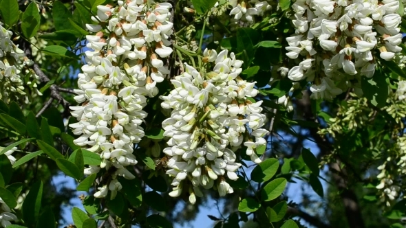 Beautiful Black Locust Flowers Swaying In Breeze