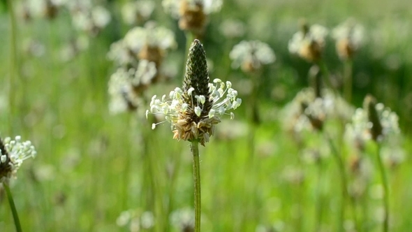 Beautiful English Plantain Flower Blown By Wind 