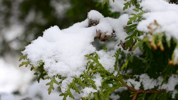 Snow Falling On Beautiful Green Thuja Tree Branch