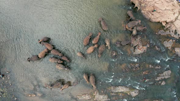 Aerial View of Elephants While Swimming in the River