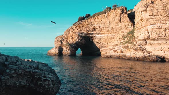 Sea cave and bird