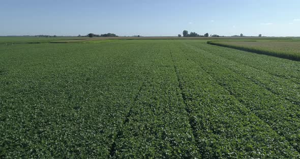 Flight over cornfield and green soybeans. Beautiful landscape of a green field. Crop field top view. alt
