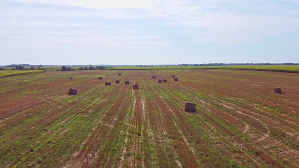 Aero Drone Flight Over Wheat Field with Rick Straw Bales