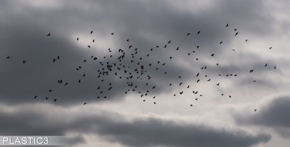 Big Flock Of Birds HD alt