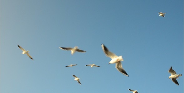 Seagulls 5 alt