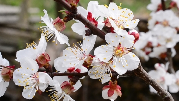 Blossoming Apricot Tree Branch With Many Beautiful