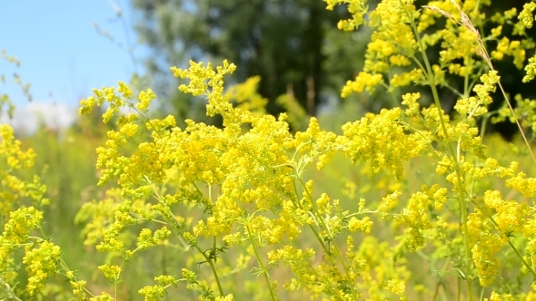 Beautiful Yellow Field Flowers In a Meadow 