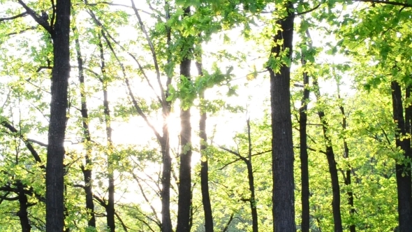 Sun Rays Come Through Fresh, Lush, Spring Foliage