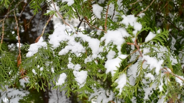 Snow Falls On Green Thuja Branch In Winter