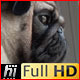Pug Dog  - VideoHive Item for Sale