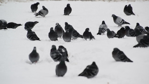  Flock Of Pigeons On Snow