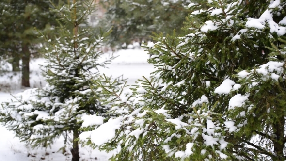 Coniferous Forest In Winter On  Cloudy Day