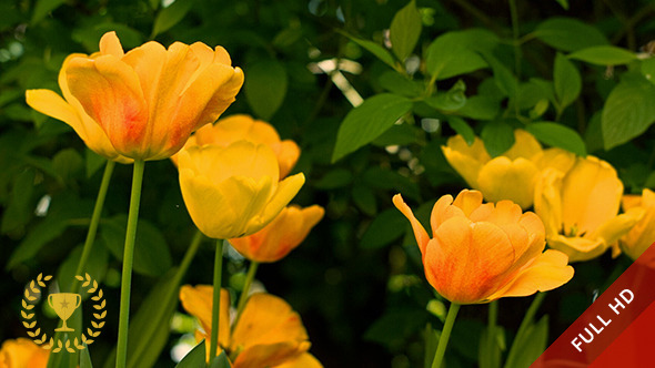 Tulips in a Garden (2 Pack)