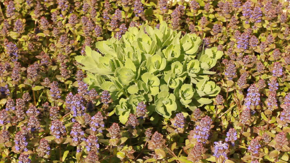 Beautiful Green And Purple Flowers In The Garden