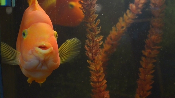Aquarium Fish Parrot alt