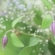 Decoration Of Flowers - VideoHive Item for Sale
