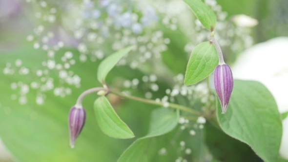 Decoration Of Flowers alt
