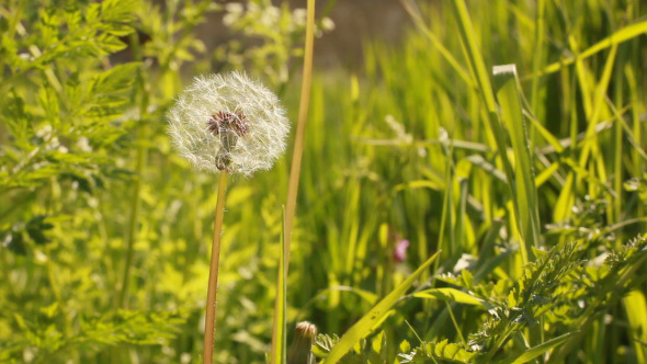 Blooming Dandelion Flower With Green Leafage Backg