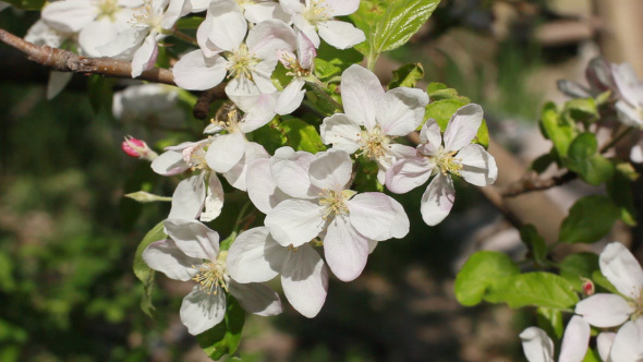 Fruit Tree Blossom In Spring