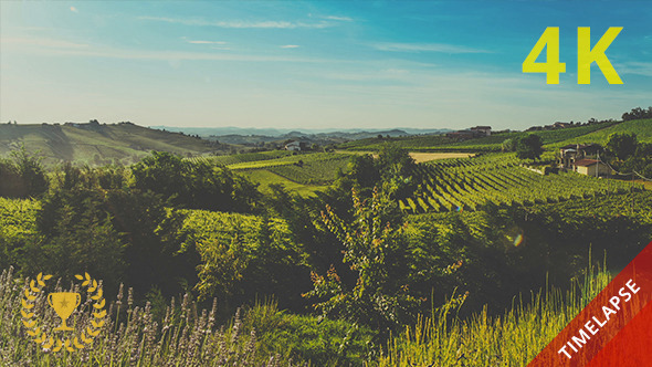 Hills and Vineyards