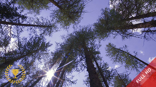 Peaceful Forest Peaceful Forest