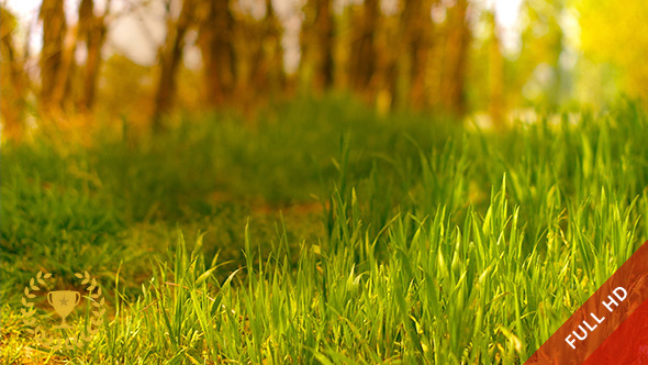 Green Grass in Light Wind