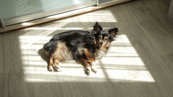 Toy Terrier Lying On The Sunshine alt