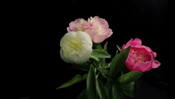 Peony Flowering  alt