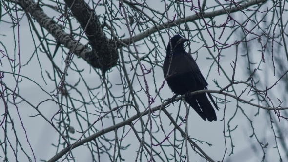Raven On a Branch At Winter alt