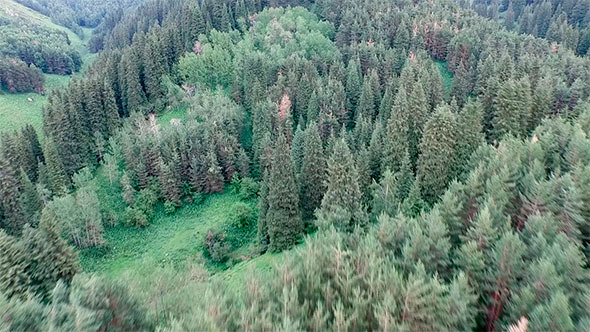 Flight Above the Evergreen Forest in the Mountains