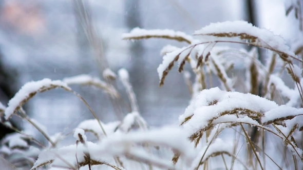 It Is Snowing In The Forest