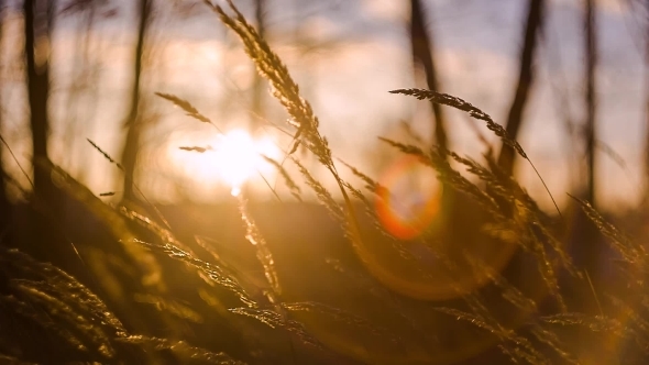 Grass Swaying In The Sunset