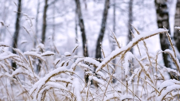 It Is Snowing In The Forest