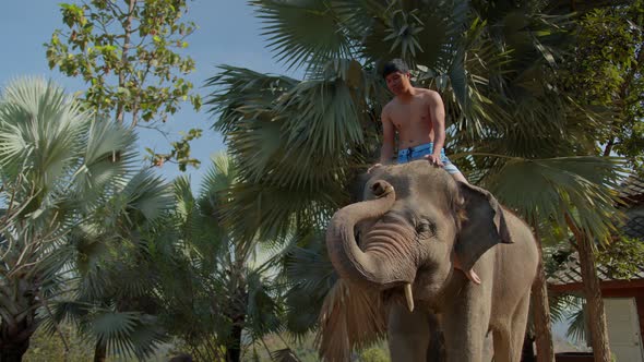 Asian male tourist have great experience riding elephant on nature tour with fun alt