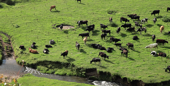 Cows Eating Grass