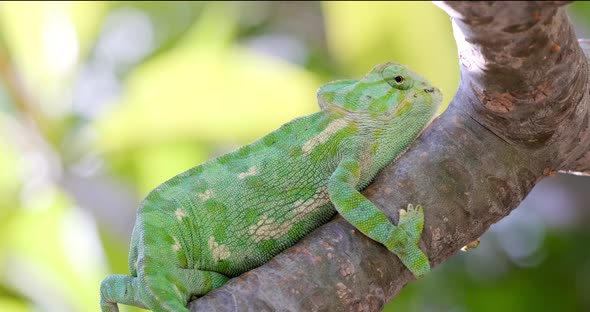 Green chameleon holding up tight to the branch in windy conditions