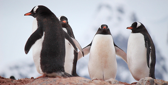 Penguins on a Mountain Top alt