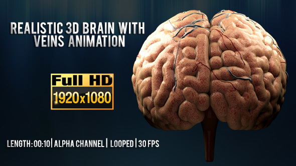 Realistic 3D Brain with Veins Animation 