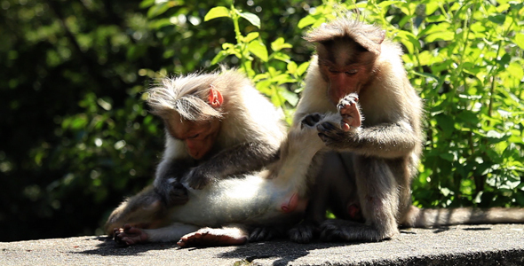 Monkeys Grooming Each Other