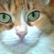 Portrait Of Green-eyed Cat - VideoHive Item for Sale